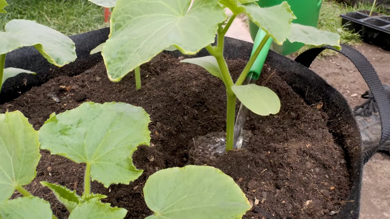 Grow Lemon Cucumbers Fast
