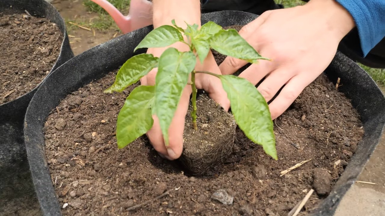 Grow Habaneros Easily