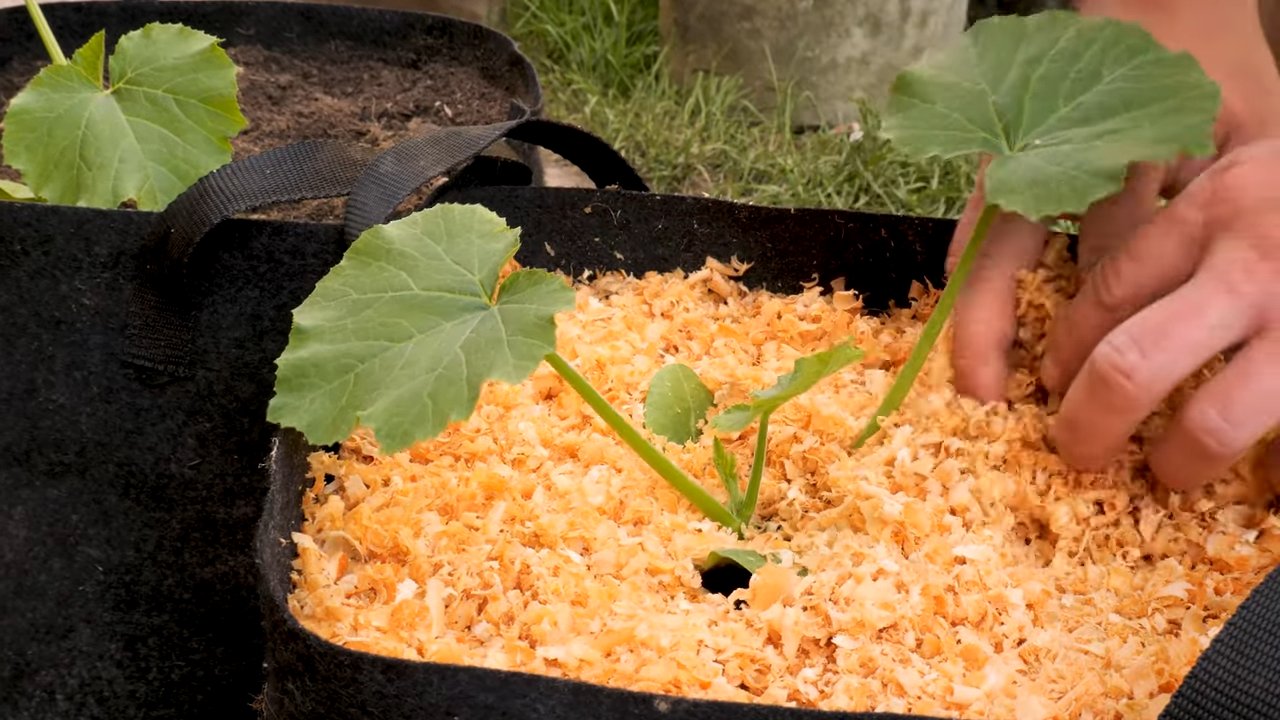 Homegrown Zucchini Bag Method