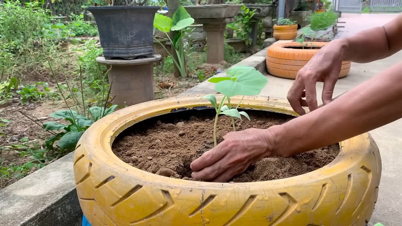 Tire Method Pumpkin Growing