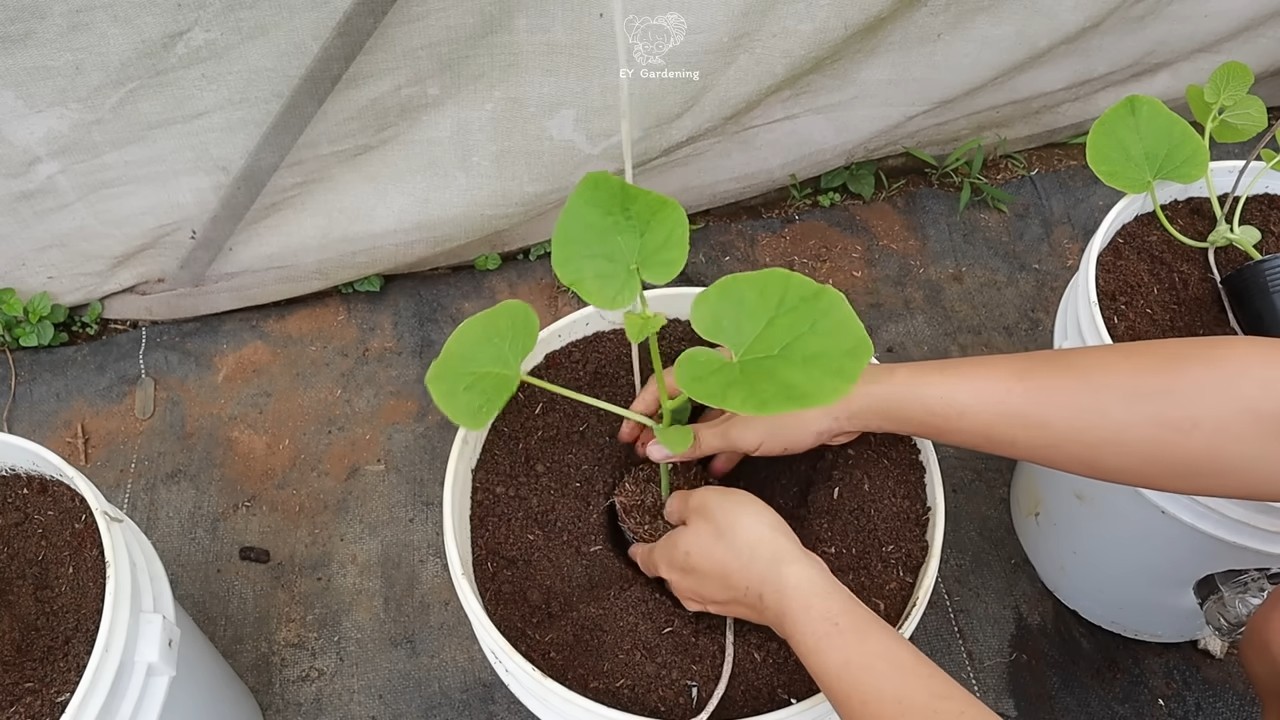 Hanging melon gardening