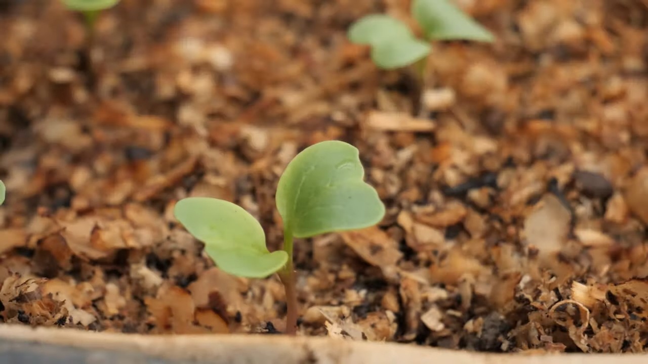 Growing radishes in small spaces