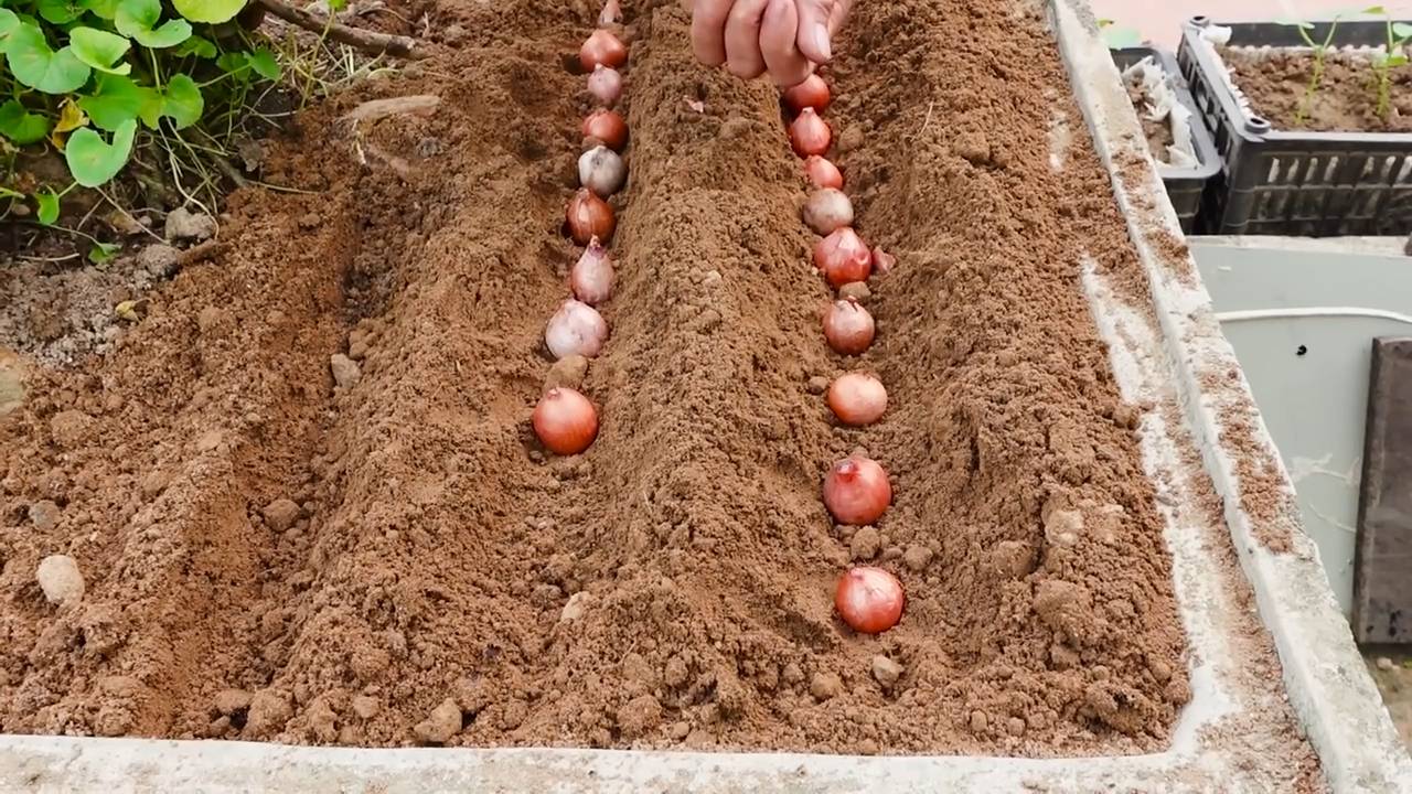 Urban Green Onion Garden