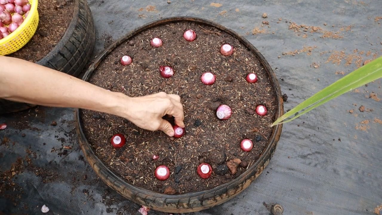 Grow Onions Small Garden