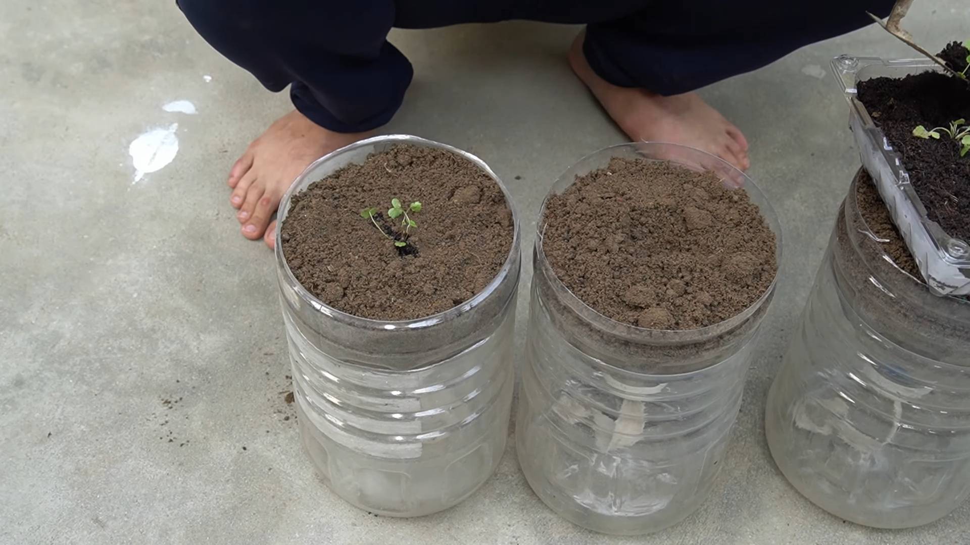 Strawberry container gardening