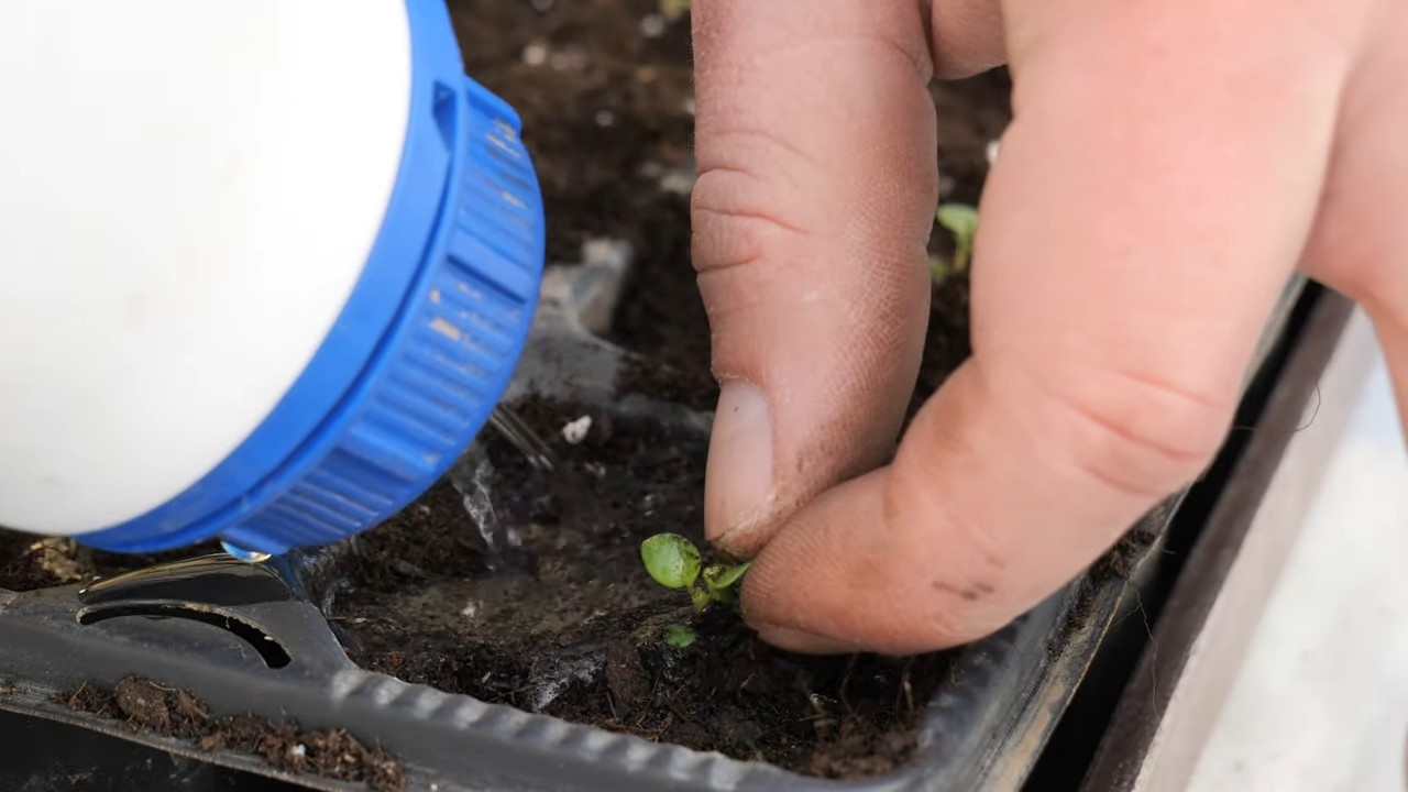 Growing oregano indoors