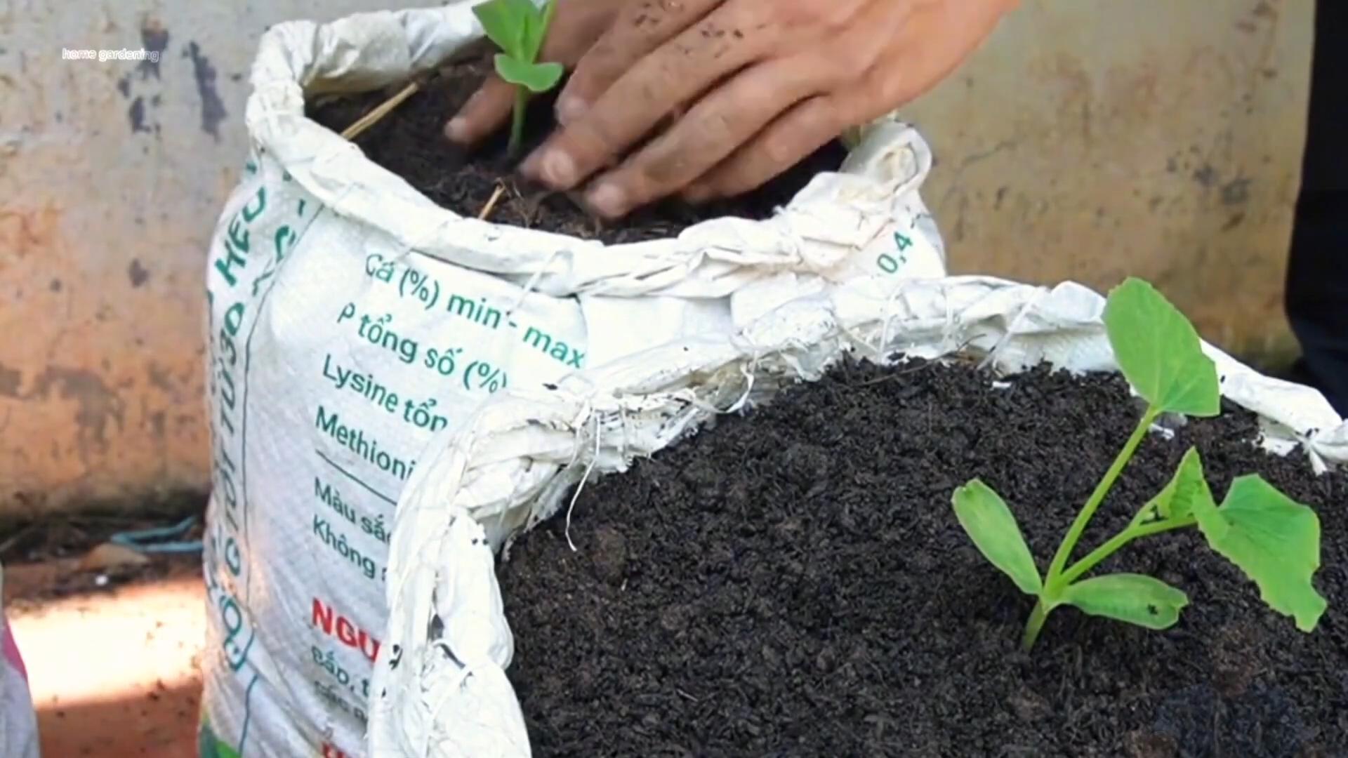 Grow Bag Watermelon