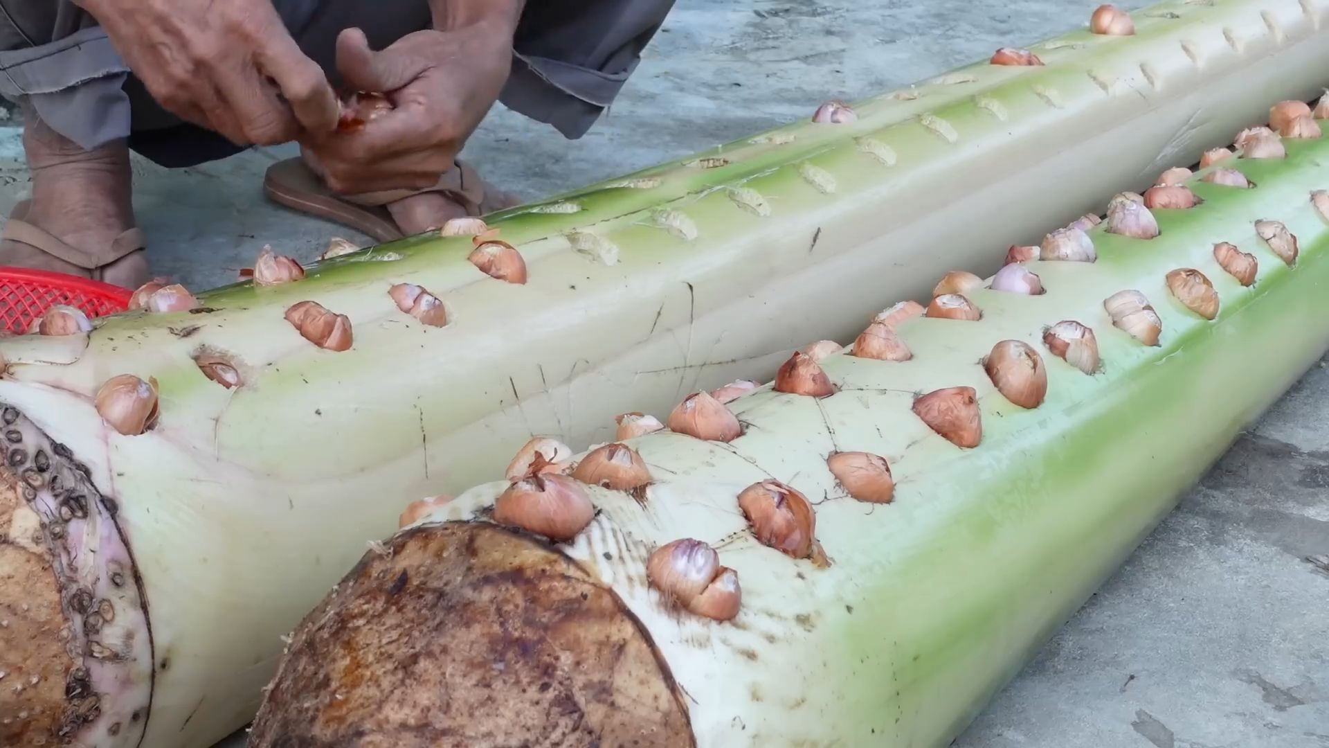 Onion banana tree propagation