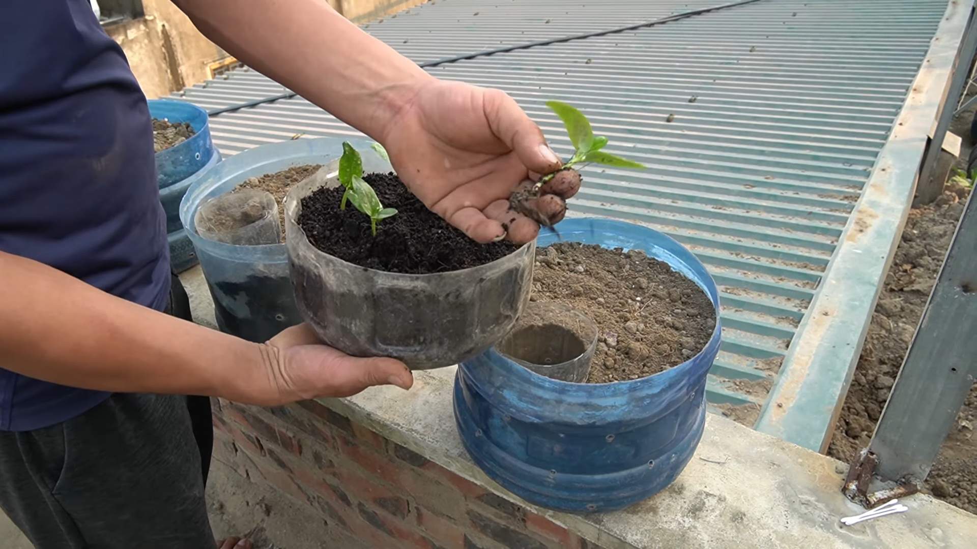 Growing cucumbers in pots
