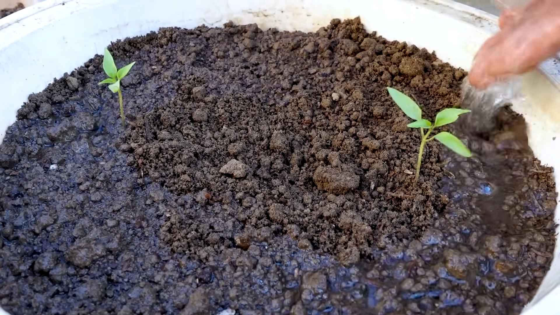 Grow More Chili Peppers