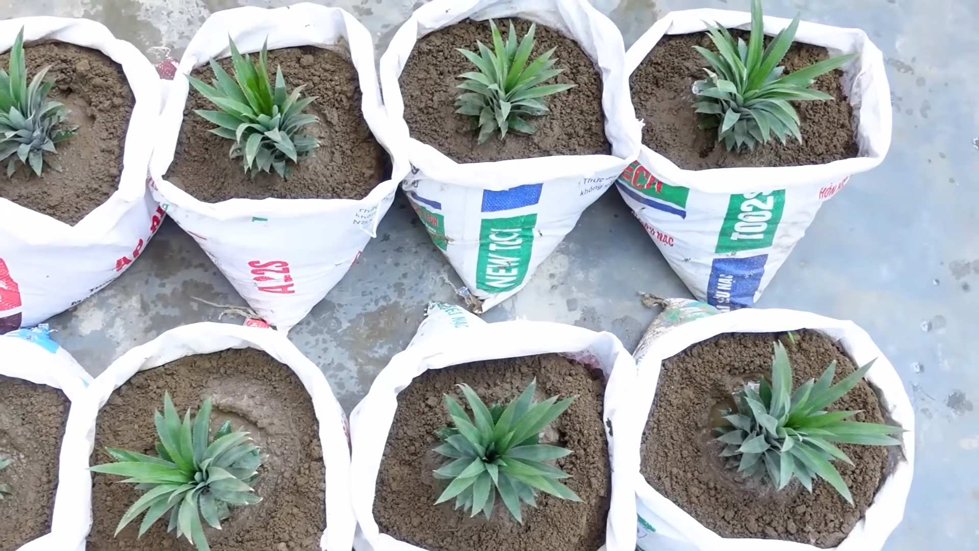 Growing Pineapple at Home