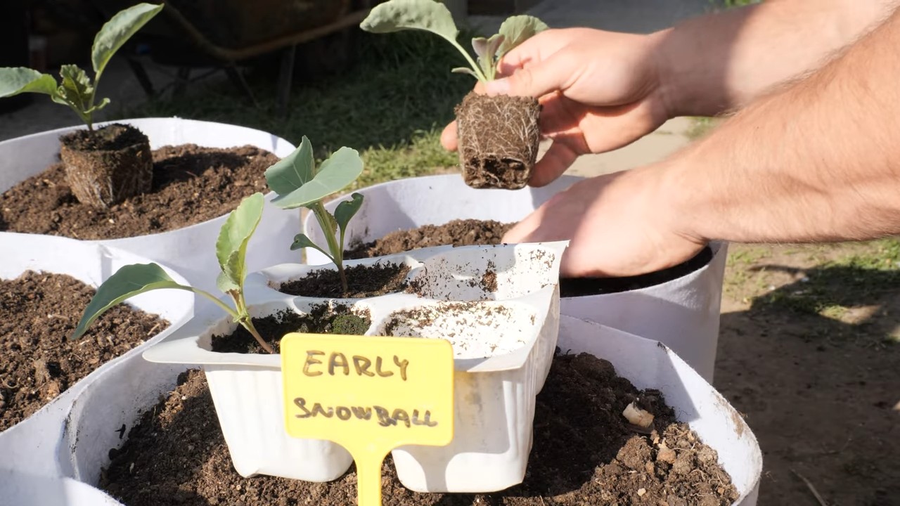 Growing Cauliflower in Containers