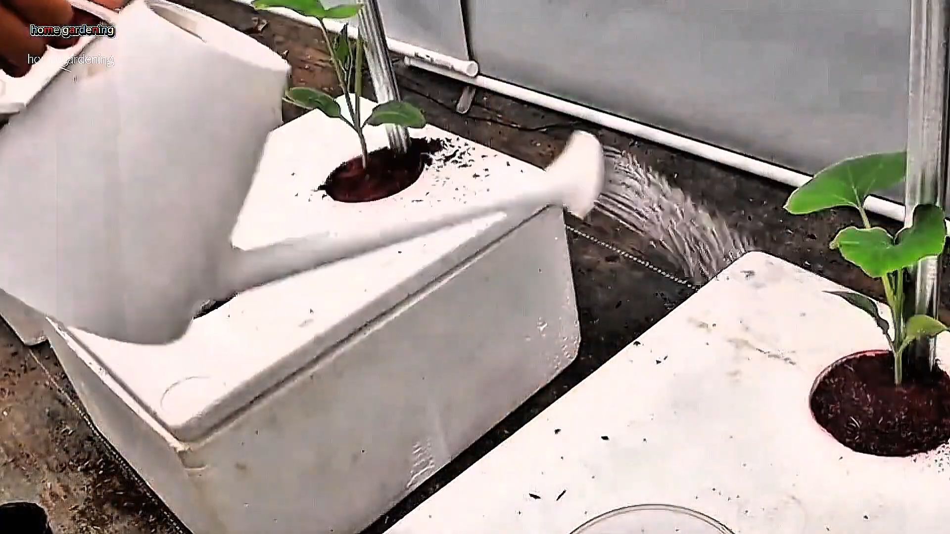 Styrofoam Gardening for Squash