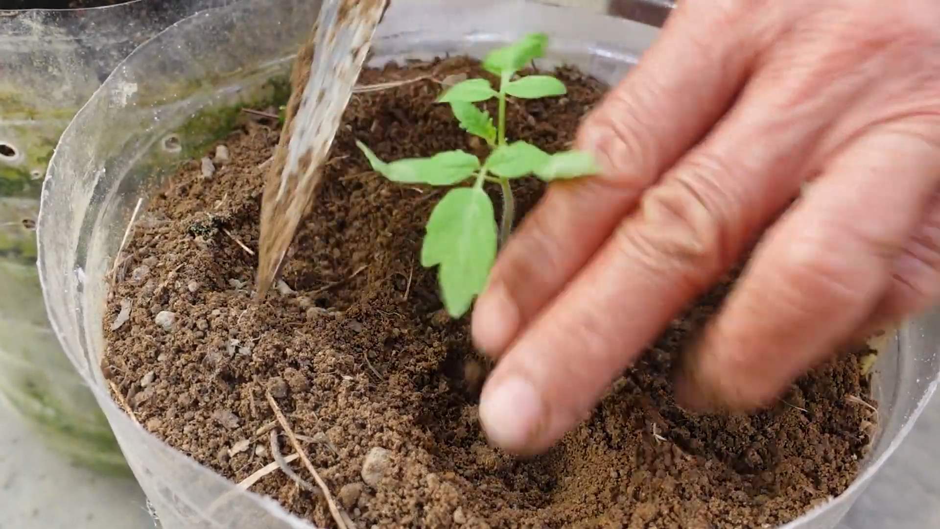 Tomato bottle gardening