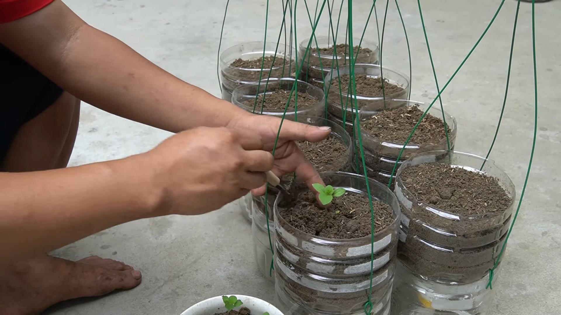 Eggplant bottle garden harvest