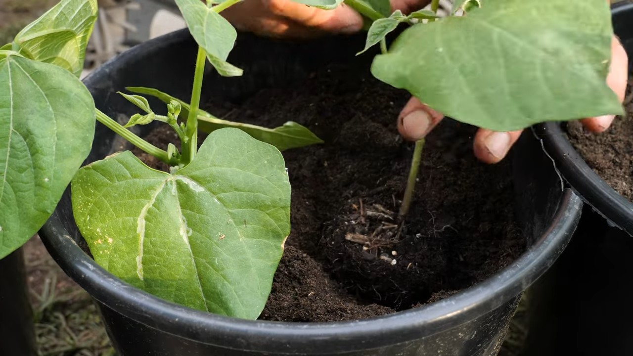Bush beans container gardening