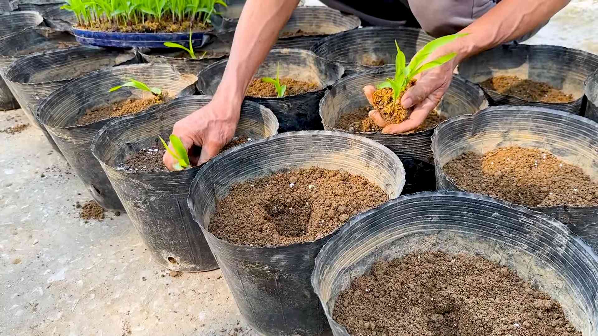 Rooftop Corn Growing Easy