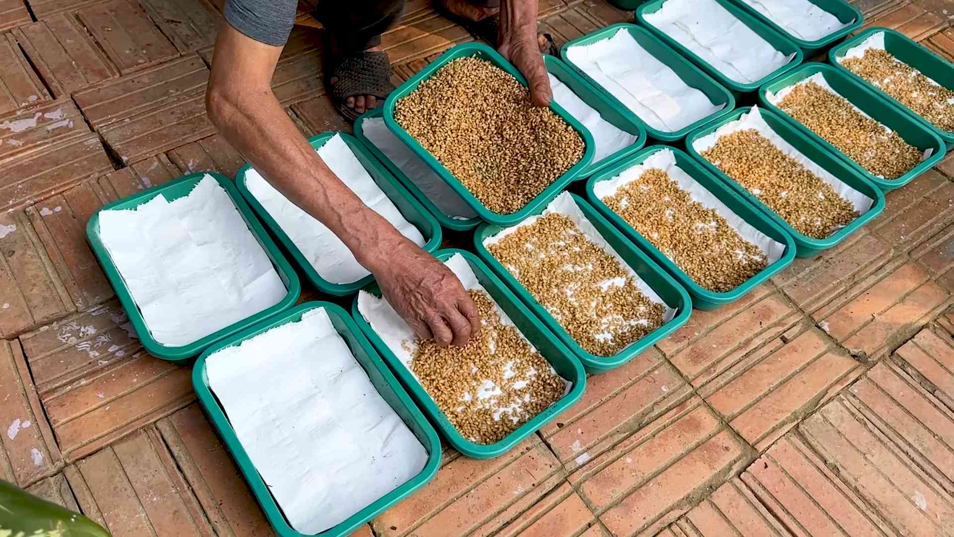 Soil-Free Wheatgrass Growing