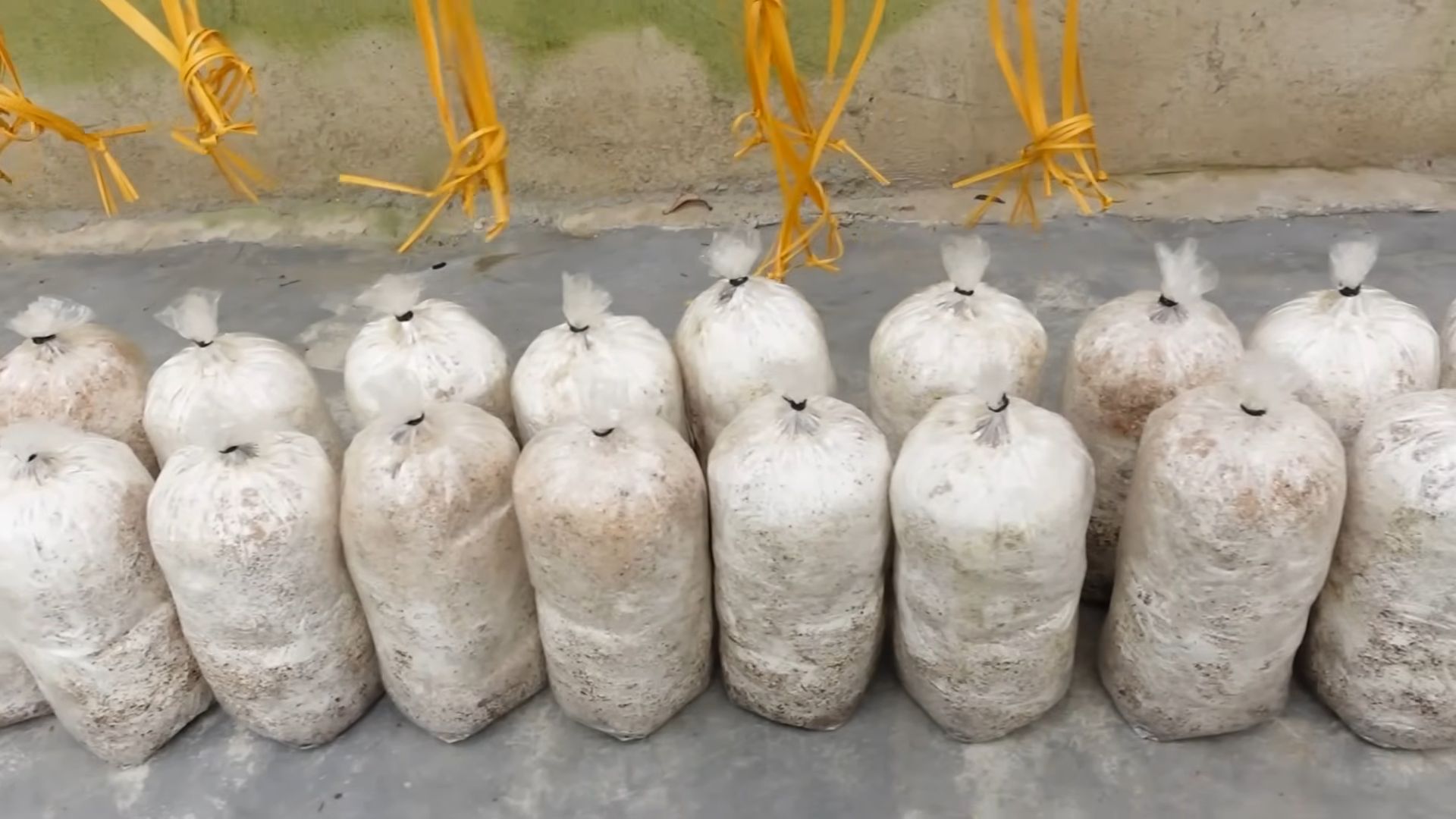 Mushroom Growing From Food Waste