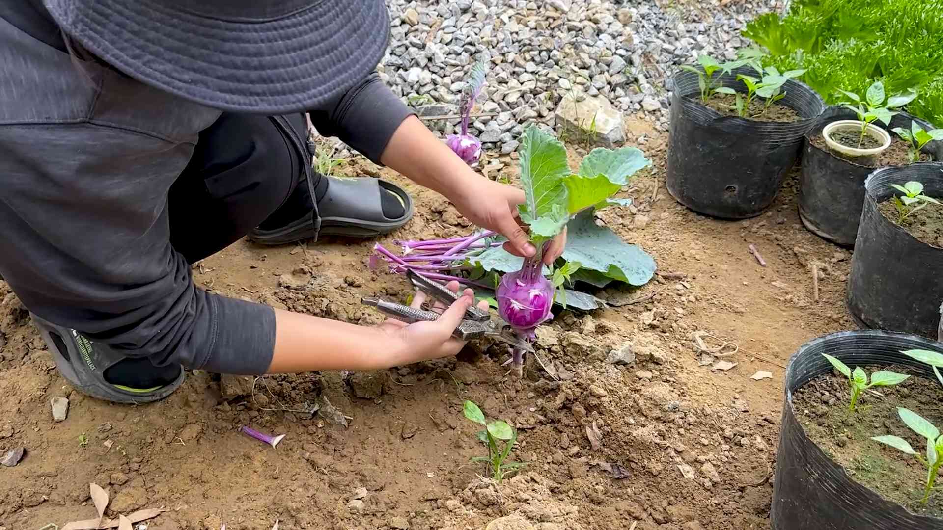 Kohlrabi continuous harvest