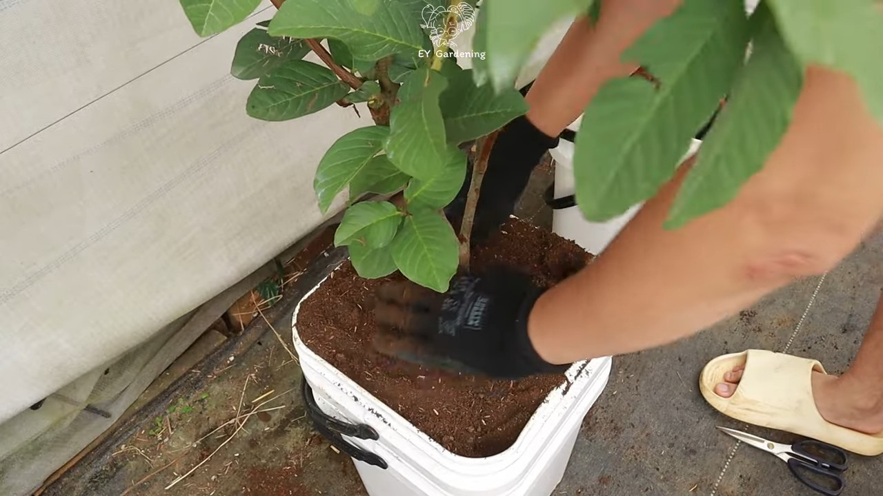 Balcony Guava Tree Growing