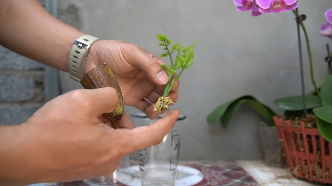 Speed up tomato growth