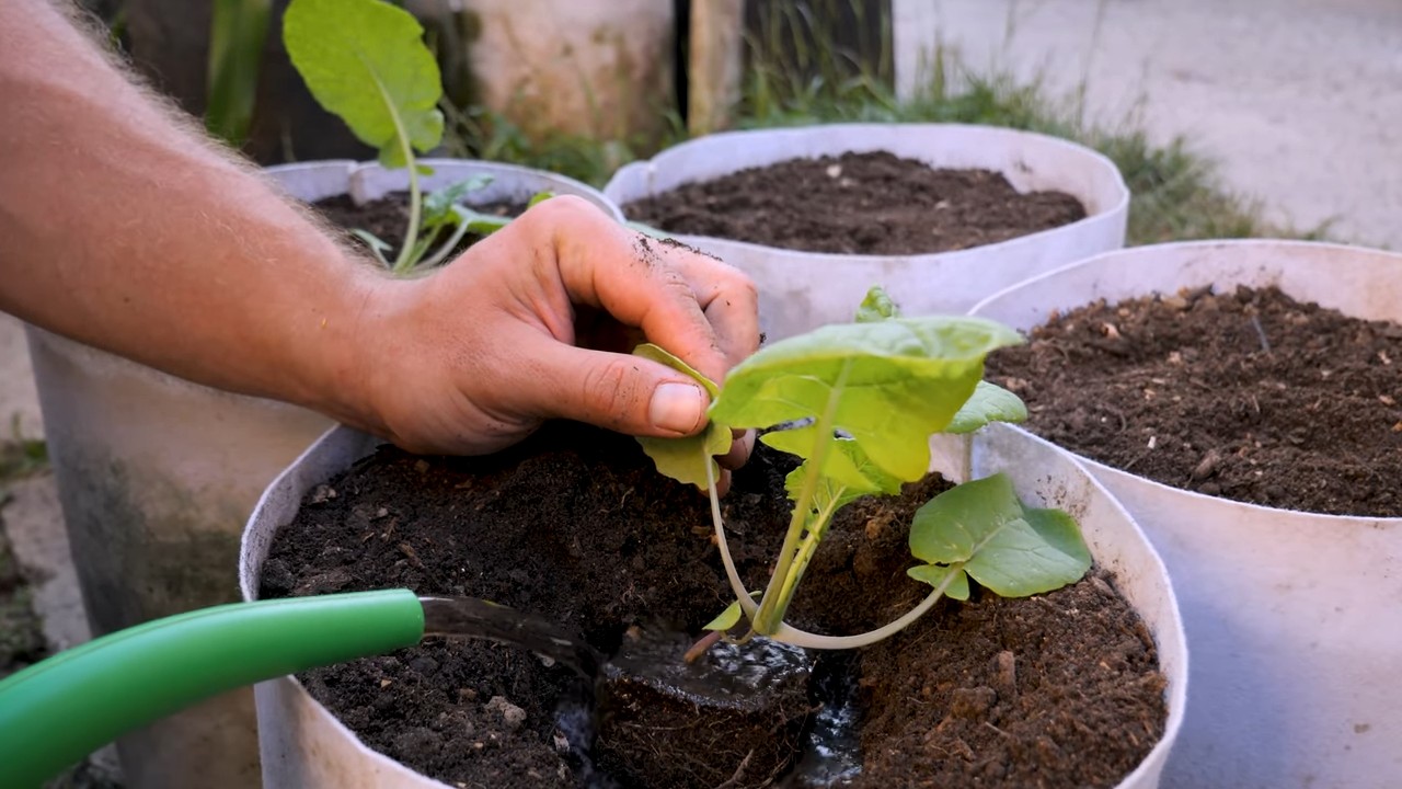 Growing Rutabagas at Home