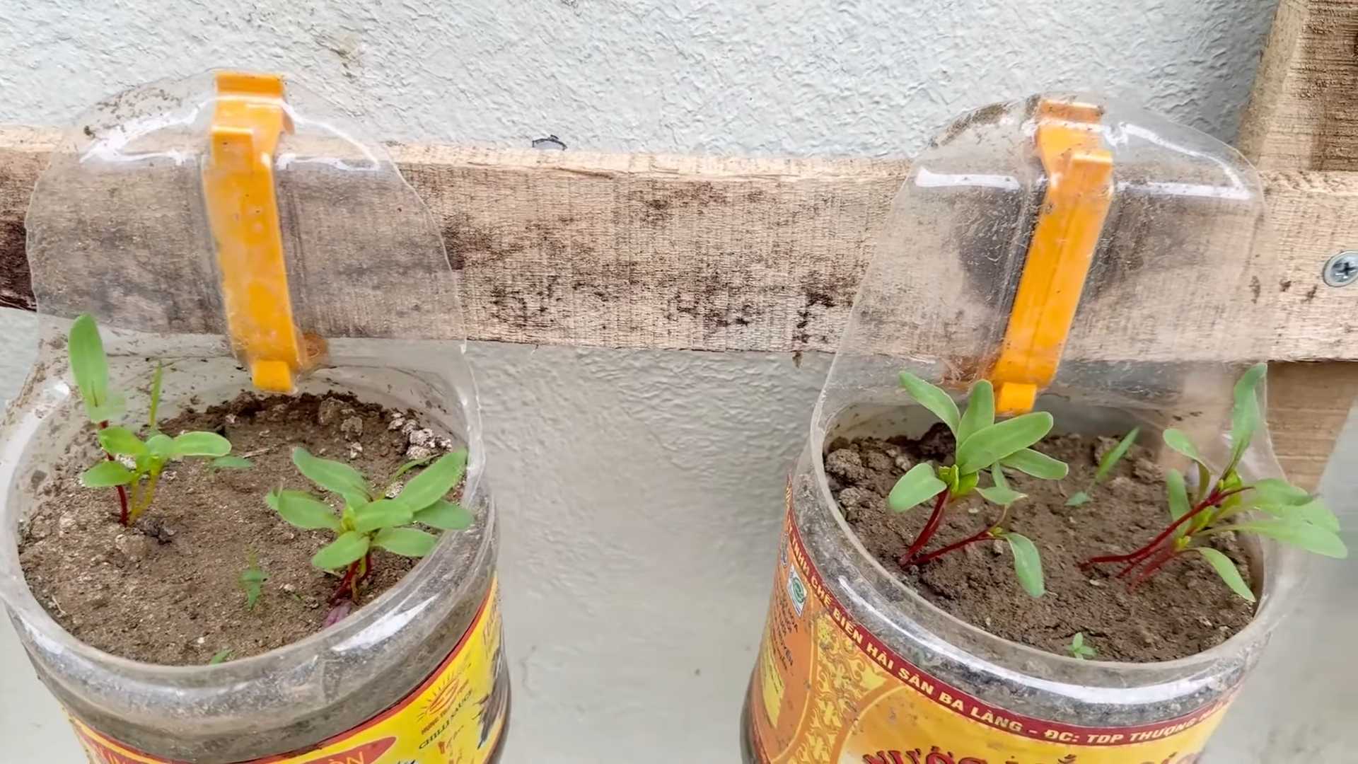 Grow Rainbow Chard Small Space