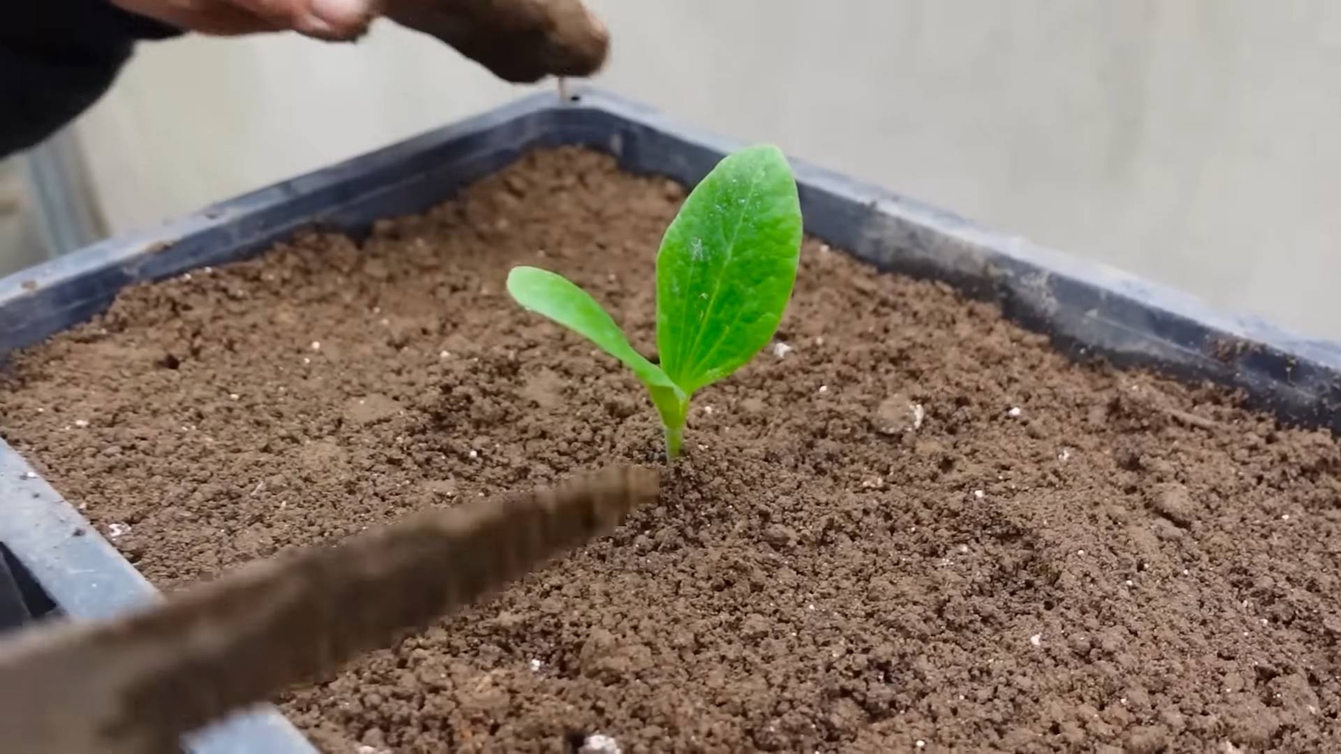 Stop Zucchini Overgrowth