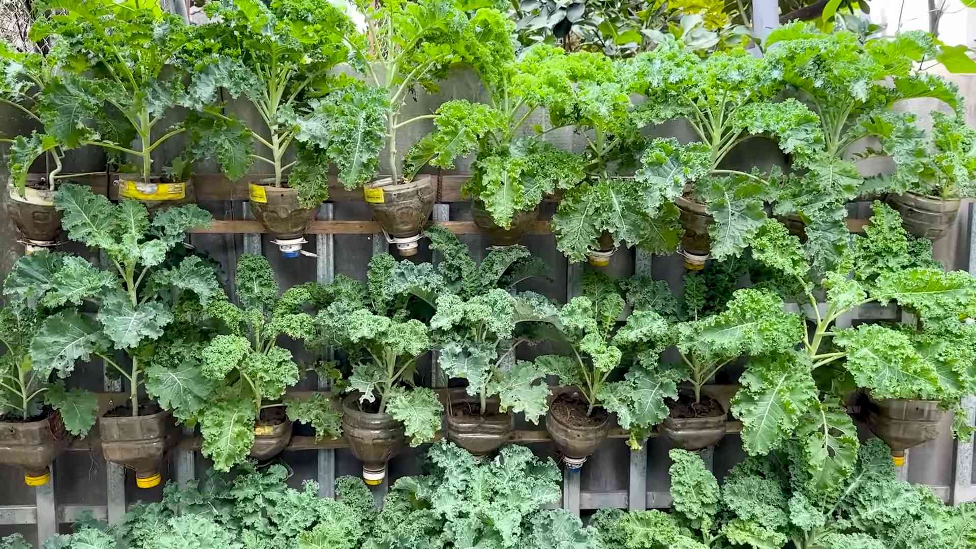 Growing Kale in a Bottle