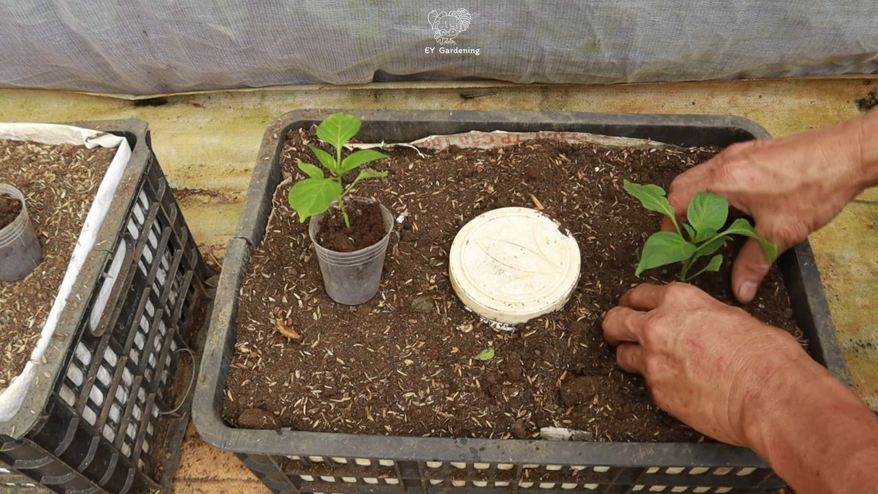 Growing Spicy Chili Peppers