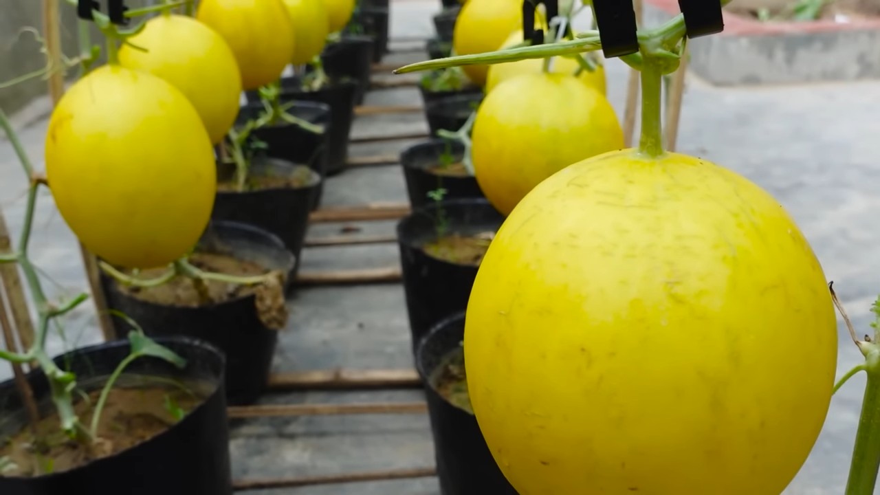 Grow Big Melons Home