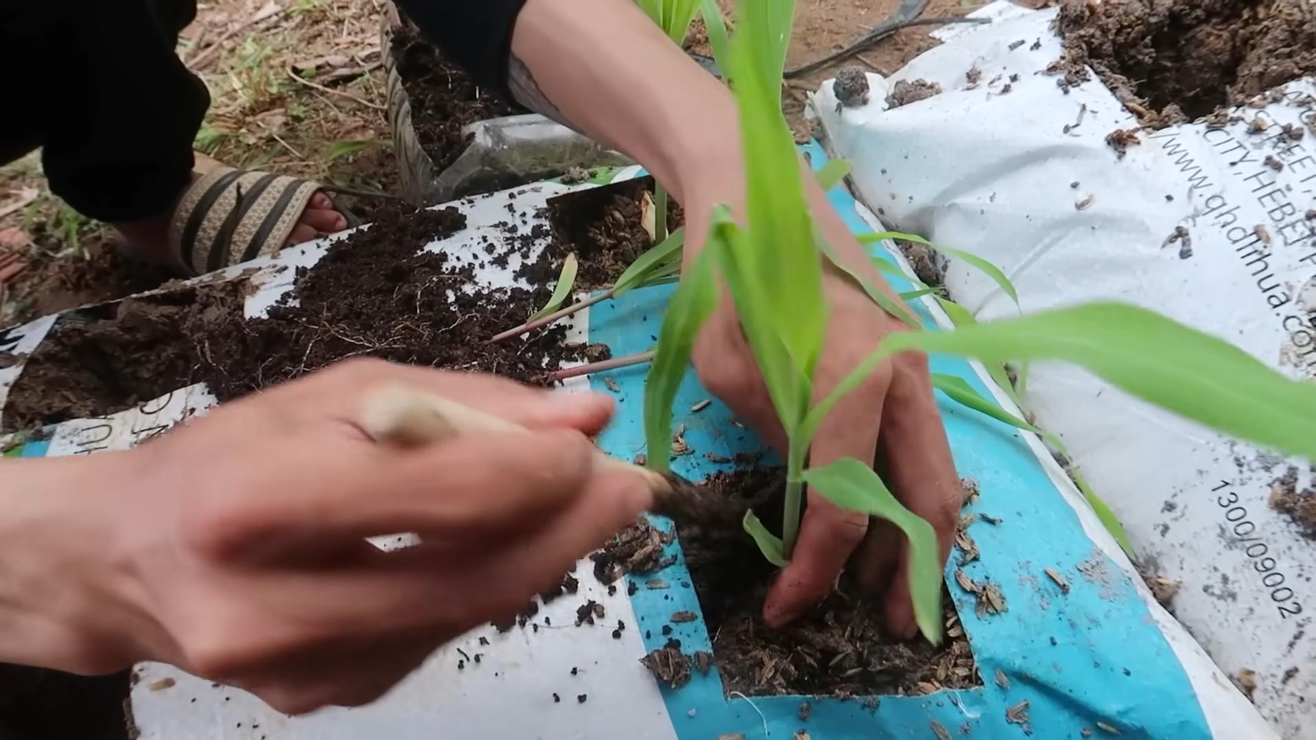 Corn bag growing