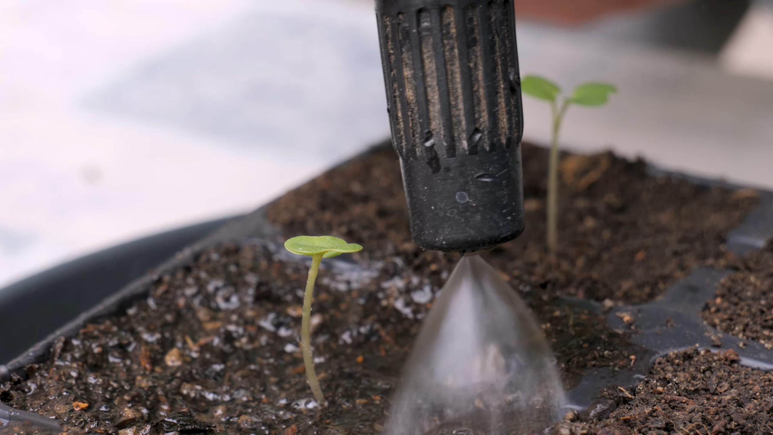 Grow Rutabaga and Swede