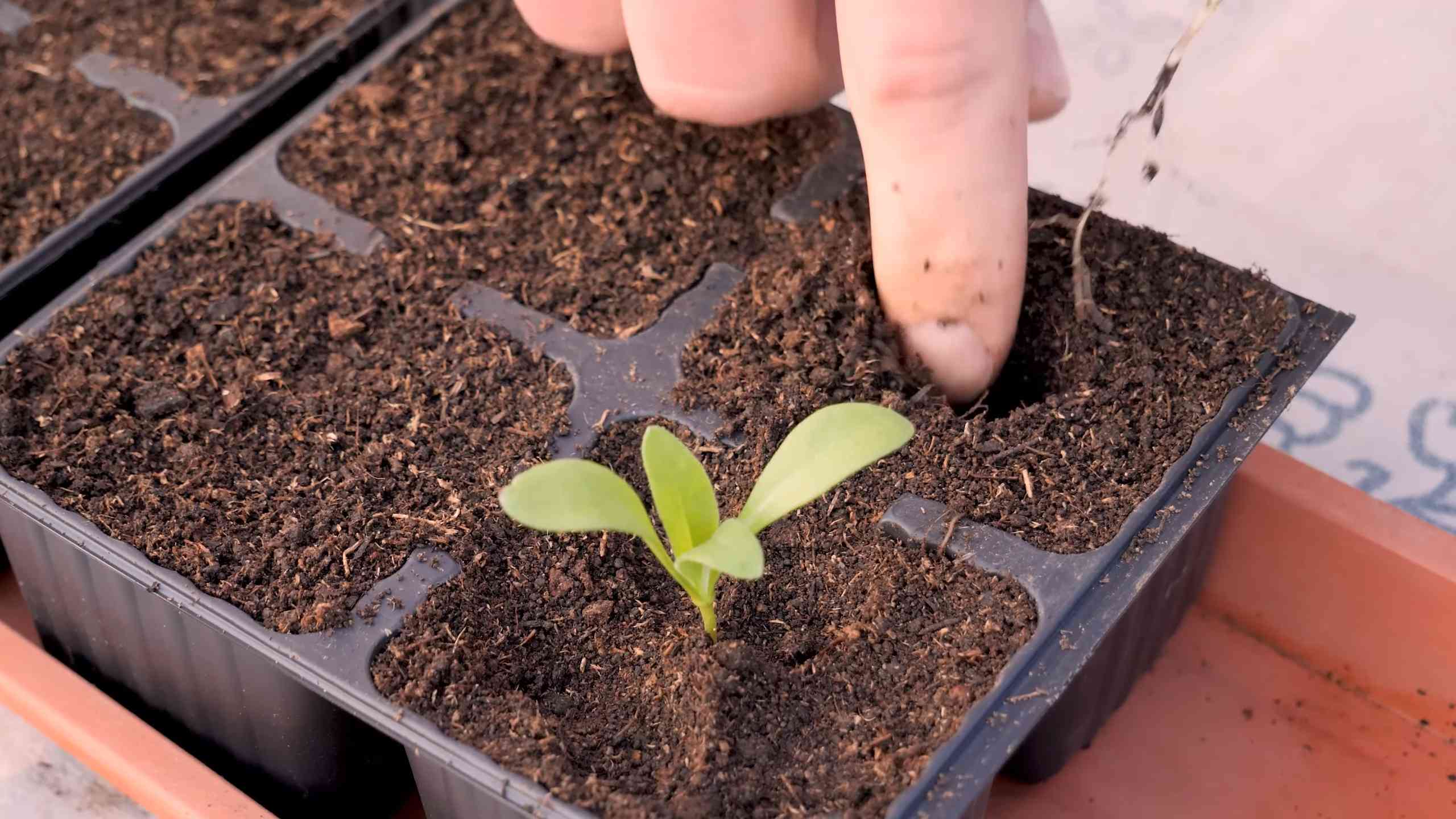 Calendula Pot Growing Guide