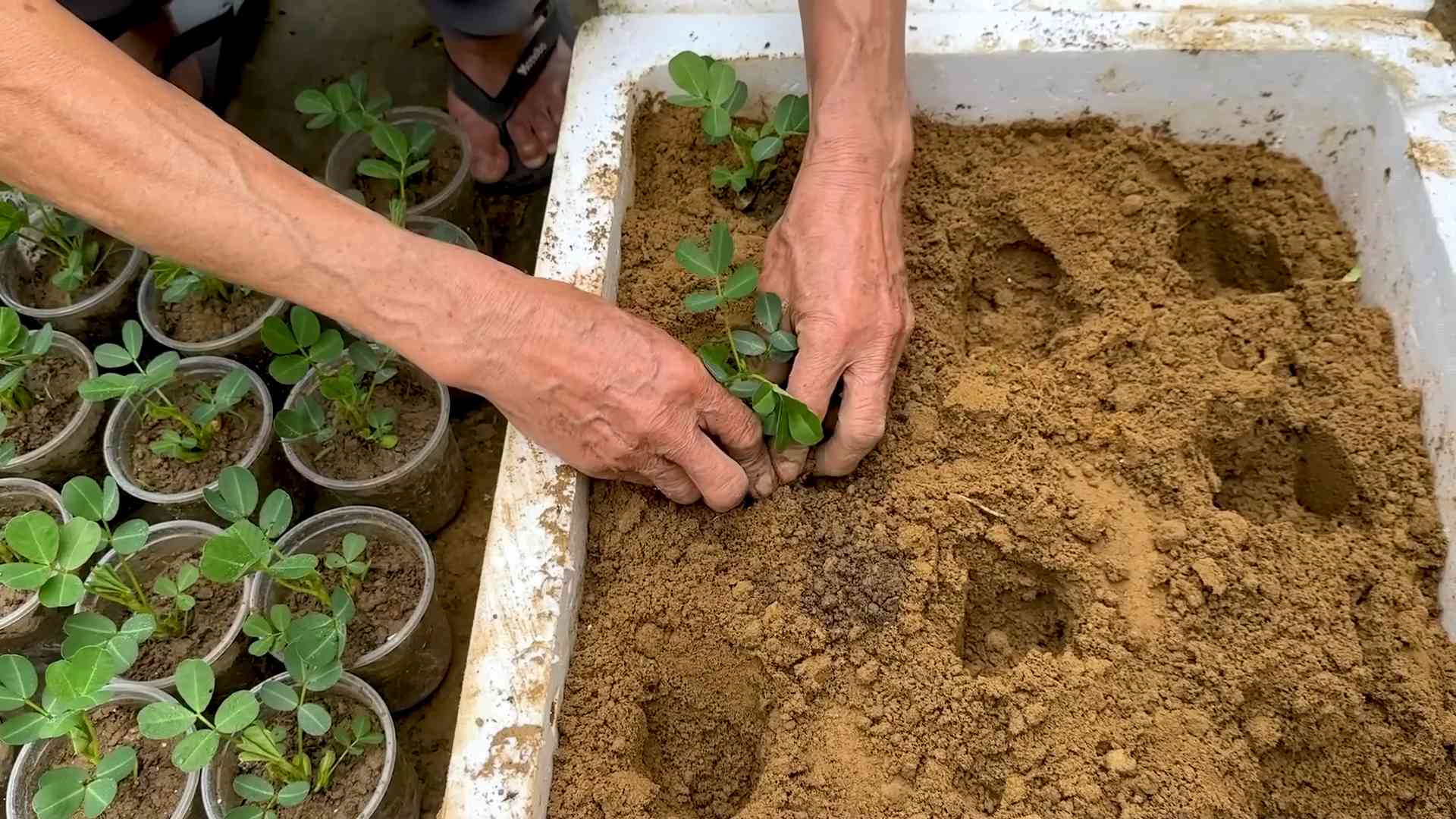 Growing Peanuts in Containers