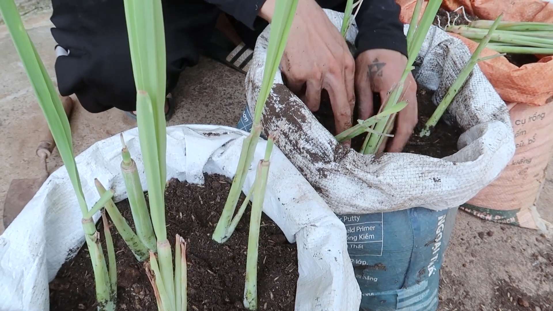 Grow Carrots at Home Easily