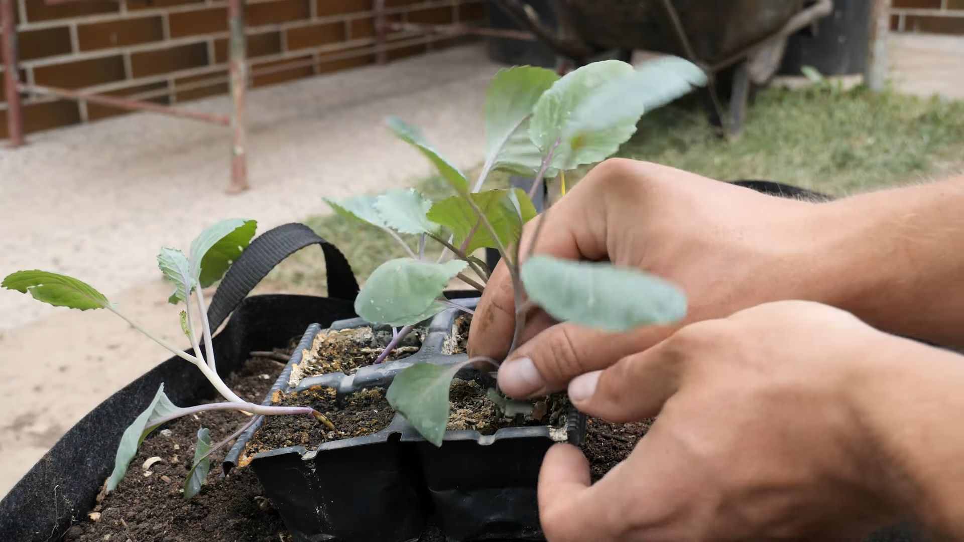 Red Cabbage Container Gardening
