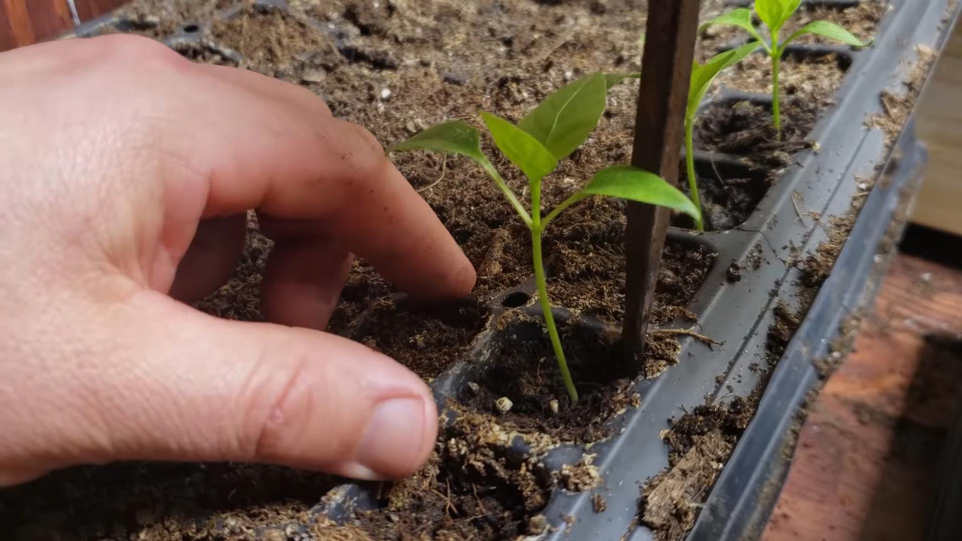 Small space pepper gardening
