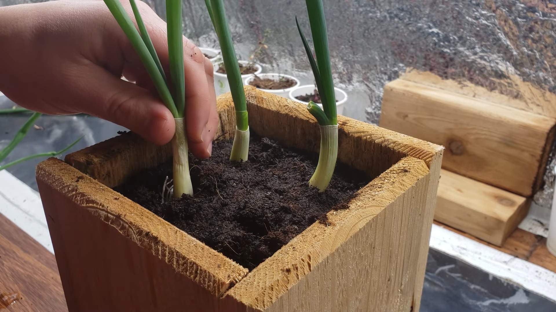 Regrow green onions from scraps