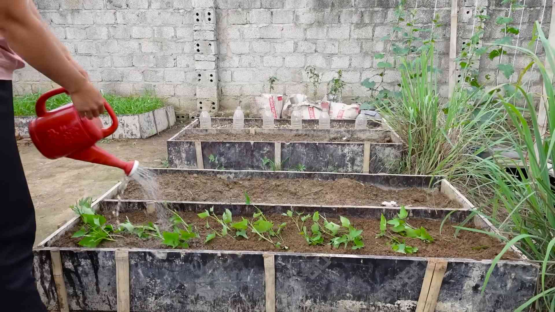 Grow Sweet Potatoes in Bags