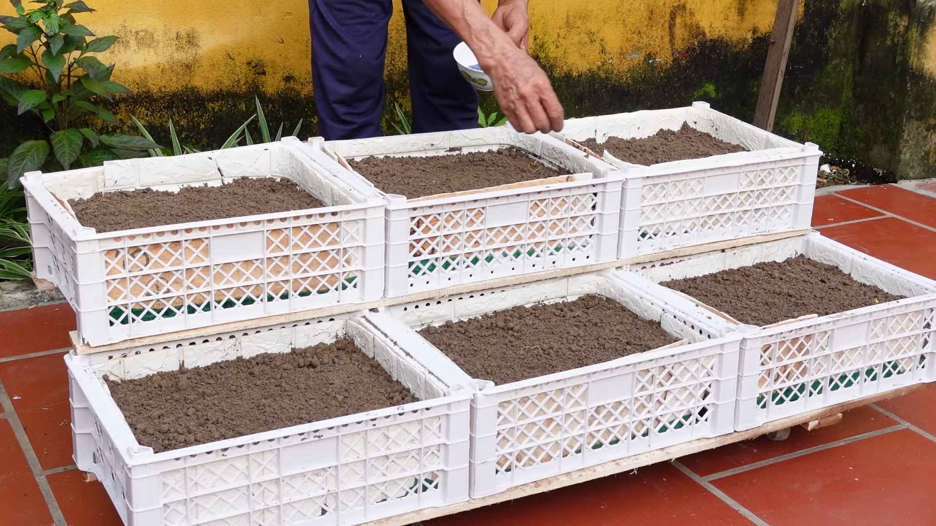 Vegetable Gardening Without Garden
