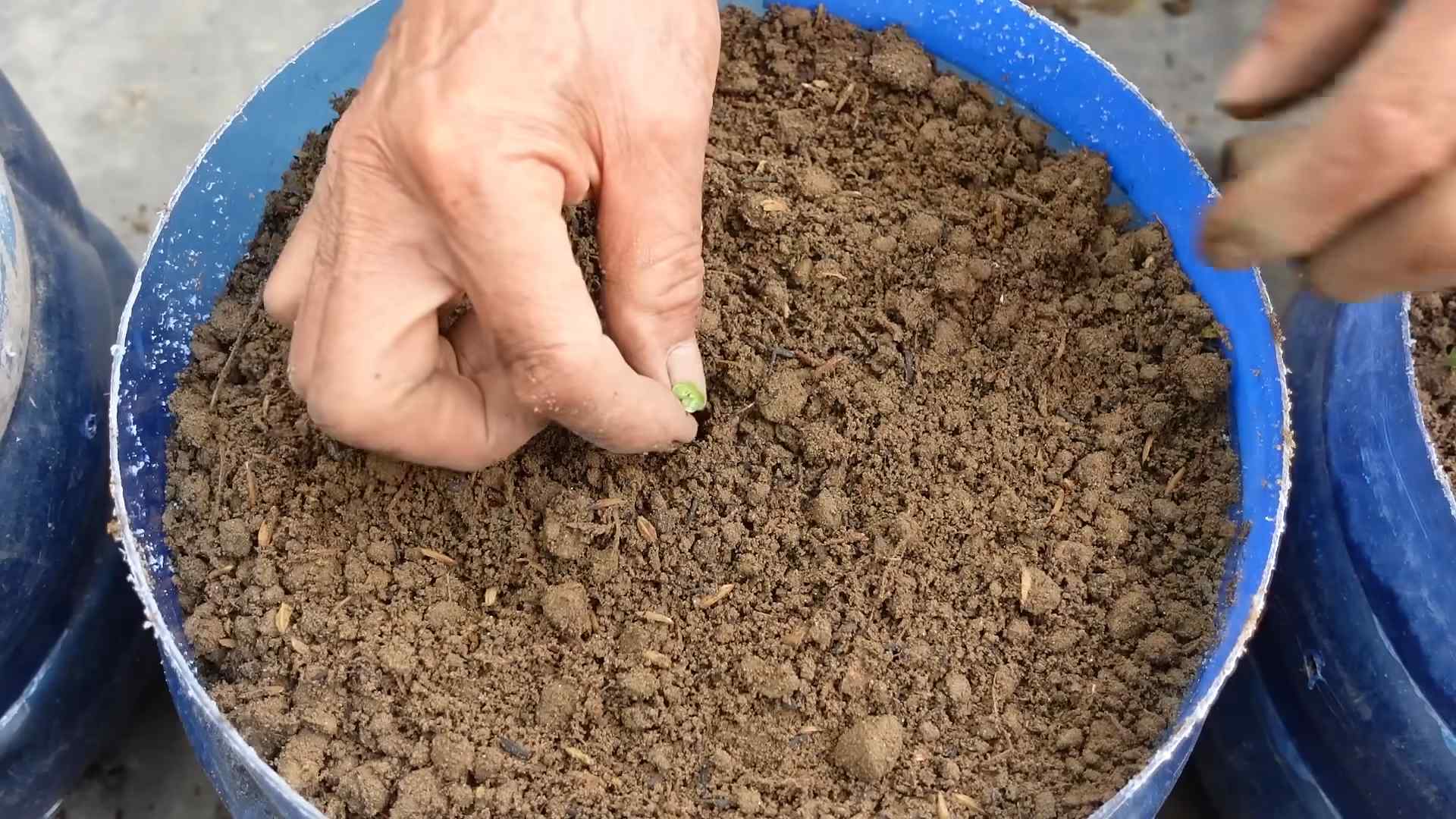 Grow Napa Cabbage Containers