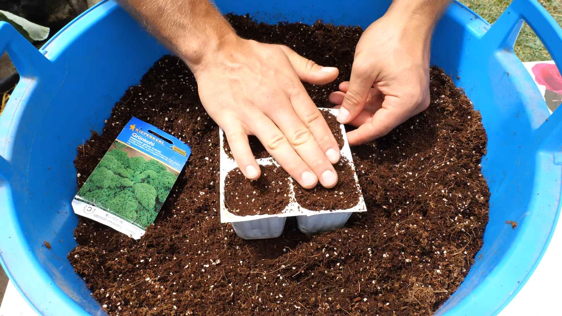 Growing Kale Indoors