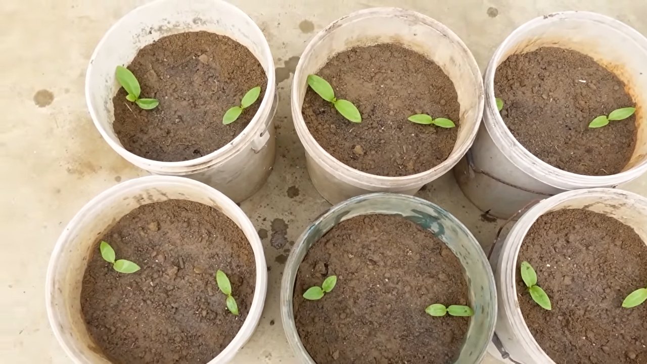 Vertical Gardening for Beginners