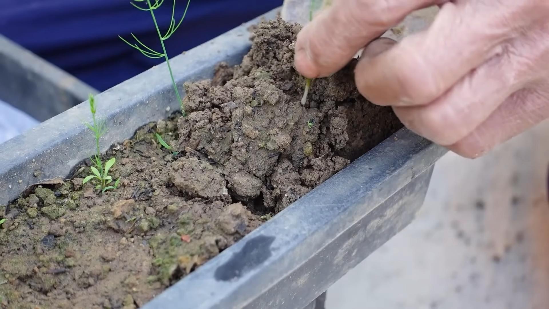 Planting Asparagus Backyard Guide