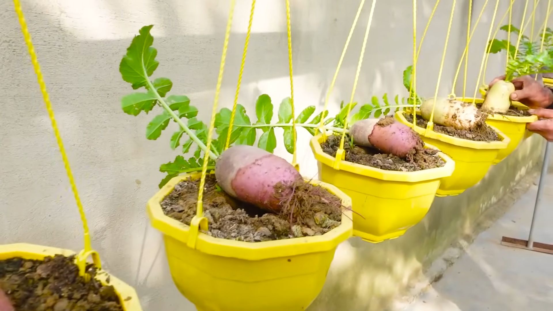 Growing Radishes Easy Guide