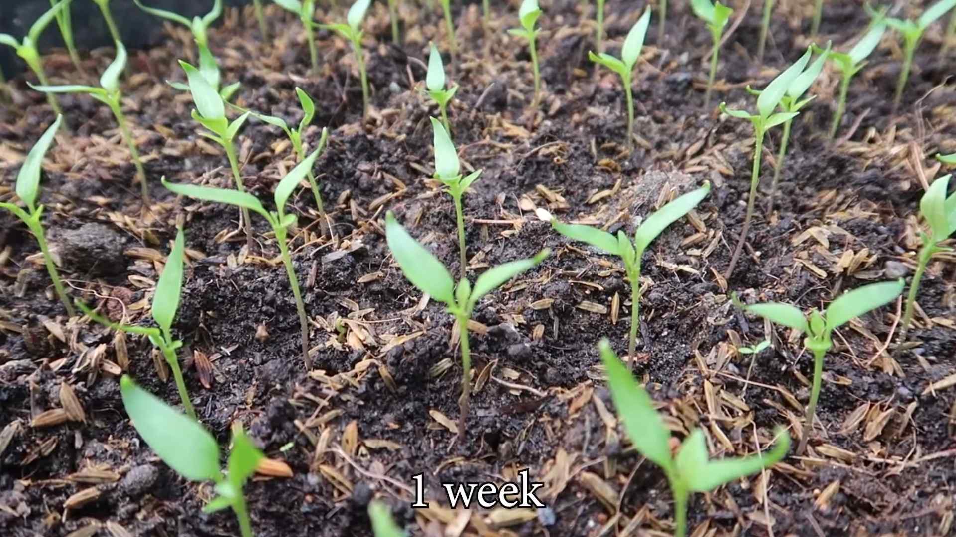 Growing Chili Peppers in Bottles