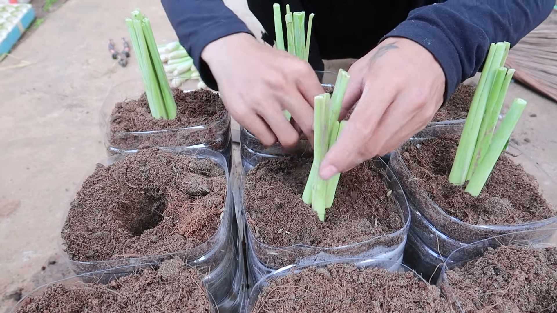 Lemongrass rapid growth hacks