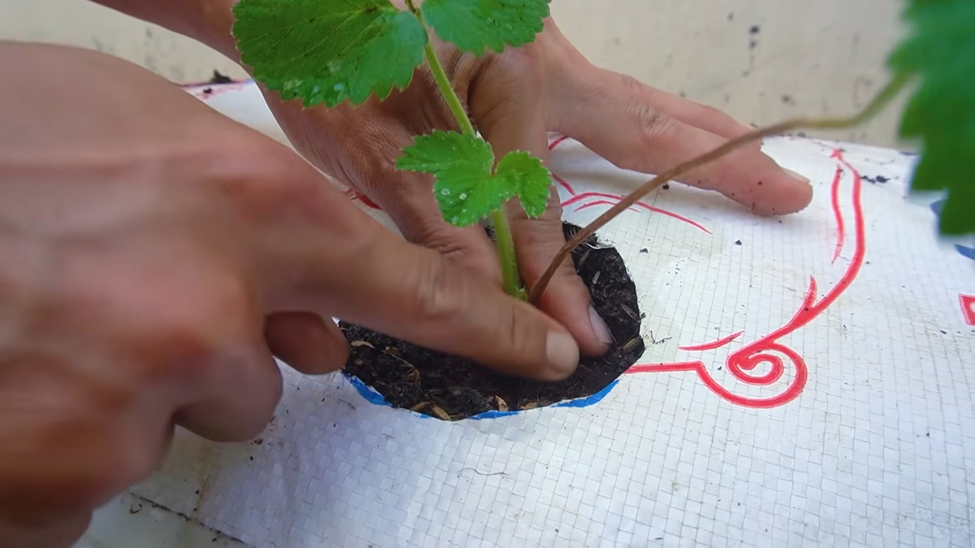 Strawberry harvest plan